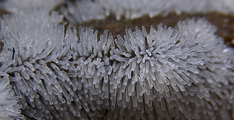 Ceratiomyxa fruticulosa.